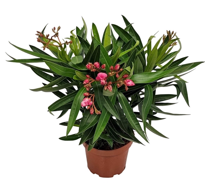 <h4>Nerium oleander   ...</h4>