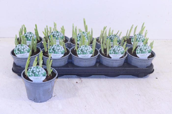 arr8 Galanthus Hippolyta