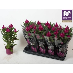CEL DEEP PURPLE
