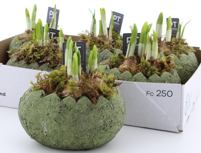 <h4>ARR N TETE A TETE</h4>