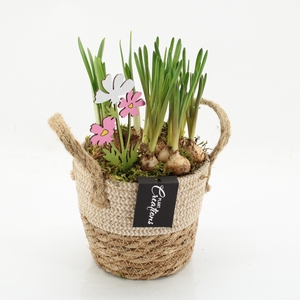 BLCR-2624 Bulbs creations