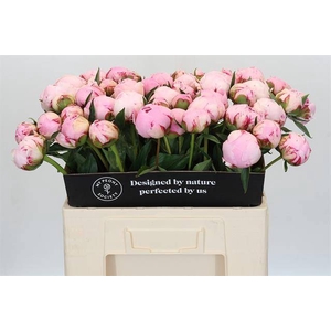 Paeonia sarah bernhardt
