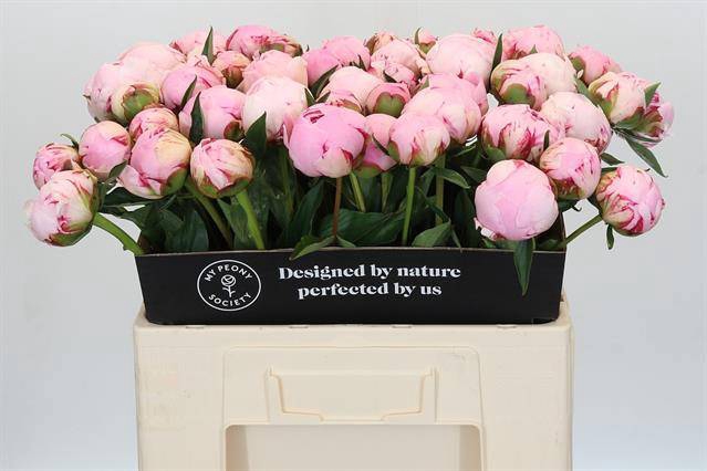 <h4>Paeonia sarah bernhardt</h4>