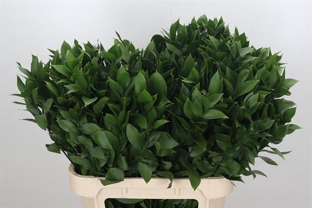 <h4>RUSCUS HYPOPHYLLUM</h4>