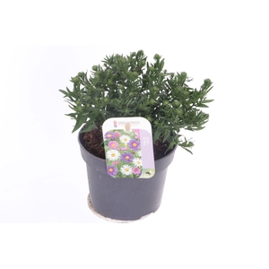 Aster Novi-belgii Magic Purpl