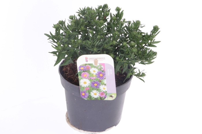<h4>Aster Novi-belgii Magic Purpl</h4>