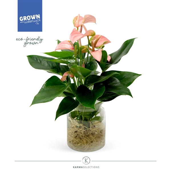 <h4>Anthurium - KARMA Jol | Agua of Karma |</h4>