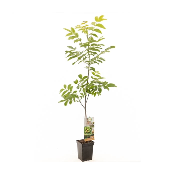 <h4>Juglans regia spil (onveredeld) Onveredelde walnoot</h4>