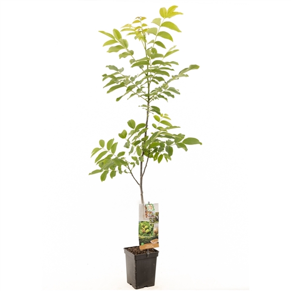 Juglans regia spil (onveredeld) Onveredelde walnoot