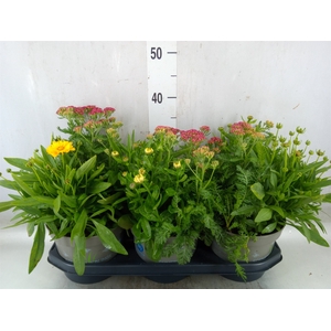 Vaste pltn   ...mix in pot [Perenni