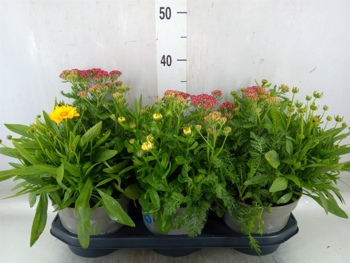<h4>Vaste pltn   ...mix in pot [Perenni</h4>