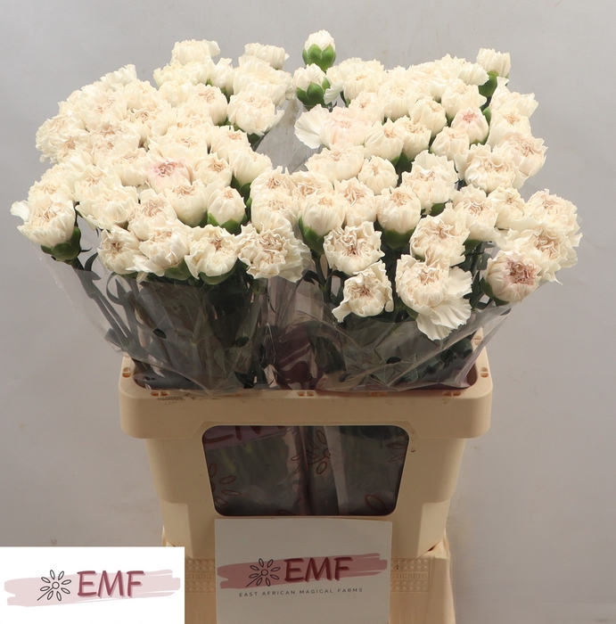 <h4>DI ST MOON GOLEM</h4>