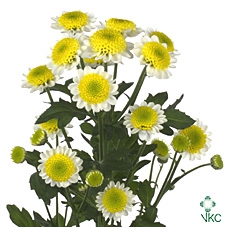 <h4>CHR SAN SUN UP</h4>