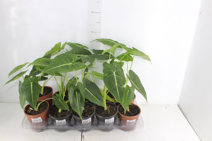 <h4>ALOCASIA P12</h4>