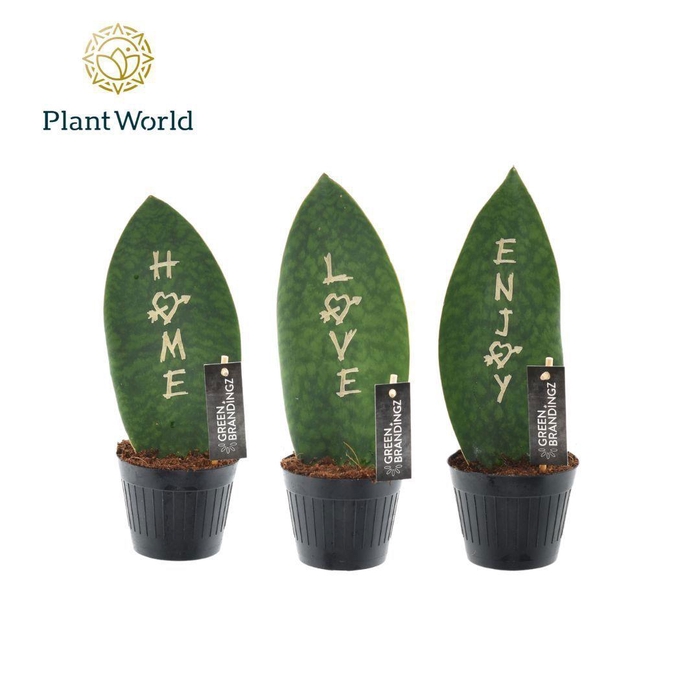 <h4>Sansevieria Green Brandingz Special Mixture</h4>