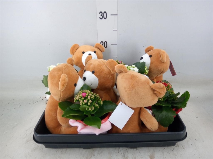 <h4>Arr.    Planten  L%</h4>