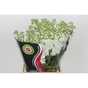 Matthiola Iron White
