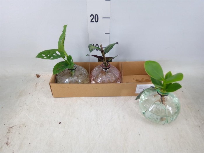 <h4>Planten  ..mix</h4>