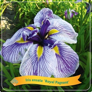 Iris Ensata 'Royal Pageant' C5