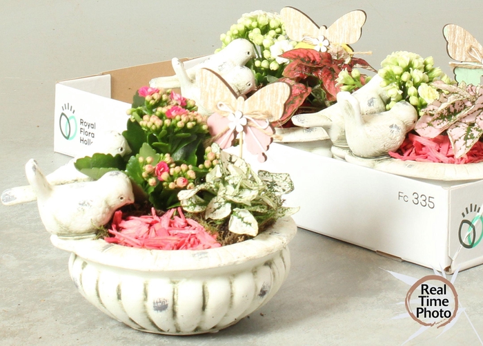 <h4>Arr Kamerpl</h4>