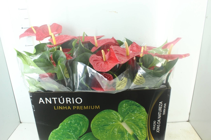 <h4>ANTHURIUM MICHIGAN P17 PREMIUM</h4>