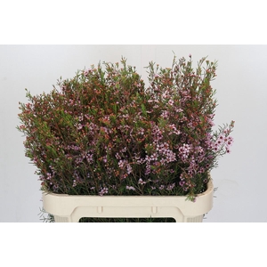 Chamelaucium Early Nir