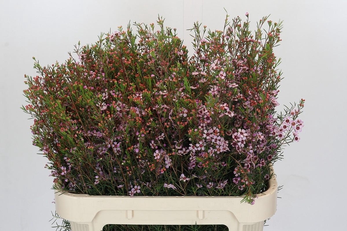 <h4>Chamelaucium Early Nir</h4>