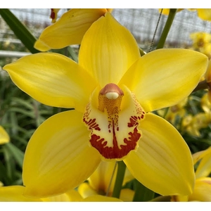 Cymbidium Yellow Cab 80 cm X8