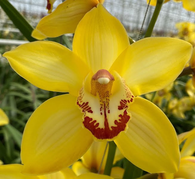 <h4>Cymbidium Yellow Cab 80 cm X2</h4>