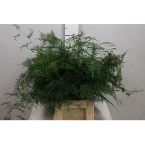 Asparagus Setaceus