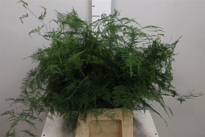 <h4>Asparagus Setaceus</h4>