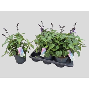SALVIA LAKE BLUEBERR