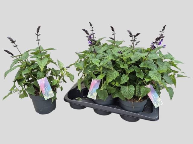 <h4>SALVIA LAKE BLUEBERR</h4>
