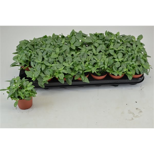 <h4>FITTONIA MINI WHITE 8,5 CM</h4>