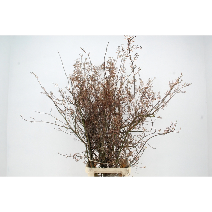 <h4>Amelanchier Lamarcki</h4>