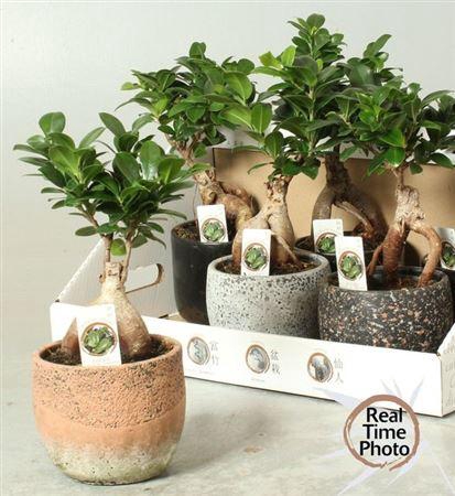 <h4>Fic Mi Ginseng</h4>