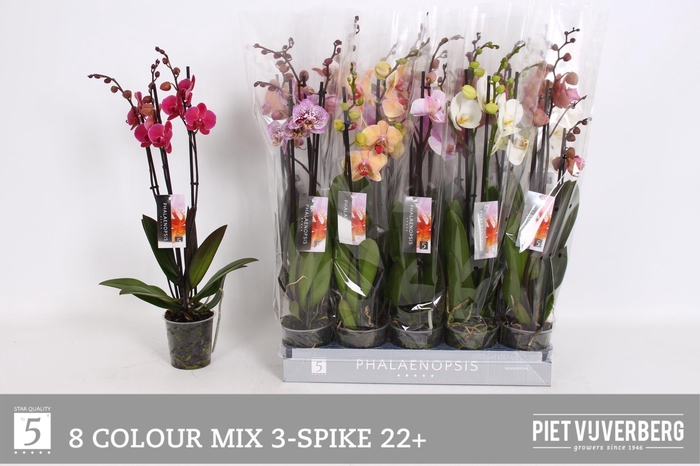 <h4>PHAL GEM 8 KL</h4>