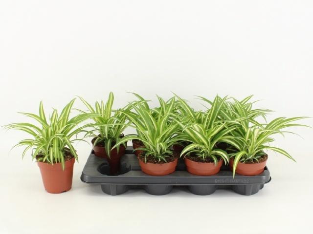 <h4>CHLOR COM VARIEGATUM</h4>