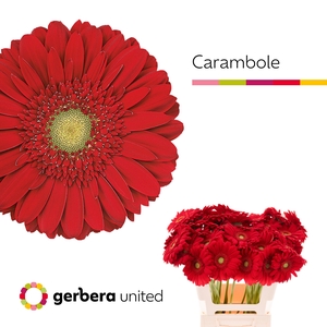 Gerbera Carambole Water