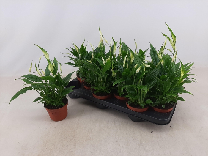 <h4>SPATH CHOPIN</h4>