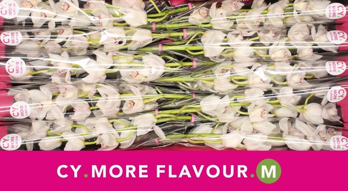 <h4>Mini cymbidium 'White Fair' 60 cm</h4>