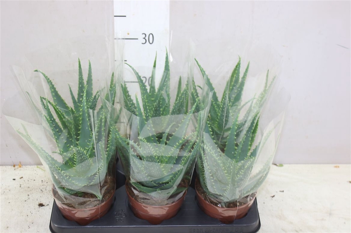 <h4>Aloe Arborescens</h4>