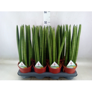 Sansevieria cyl.  ...