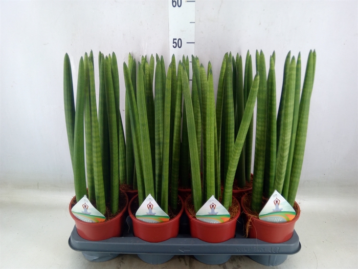 <h4>Sansevieria cyl.  ...</h4>