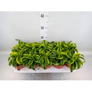 Dracaena frag. 'Tornado'