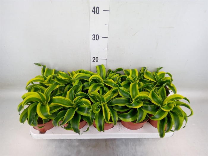 <h4>Dracaena frag. 'Tornado'</h4>