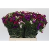 Dianthus Br Gemengd