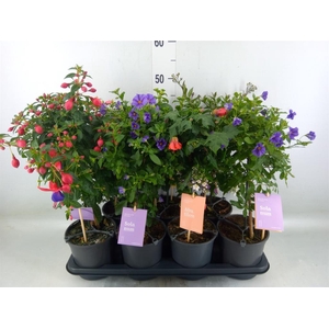 Kuipplanten   ...mix        [Patio]