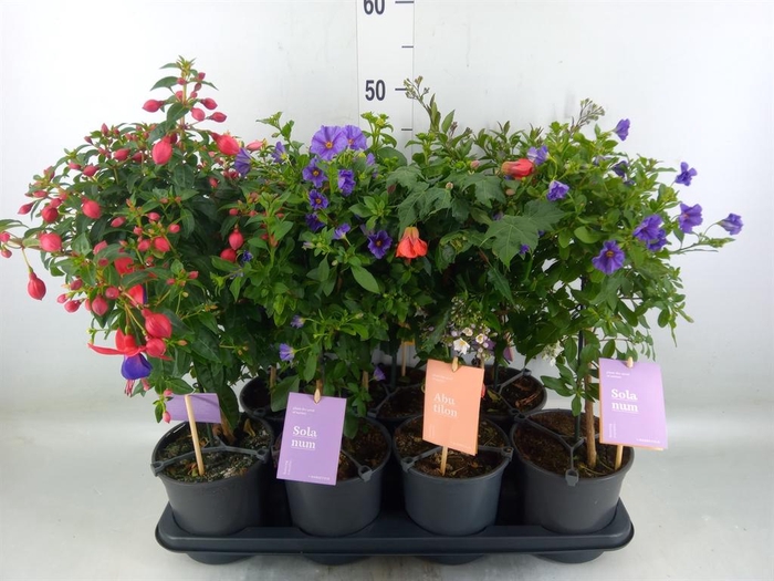 <h4>Kuipplanten   ...mix        [Patio]</h4>