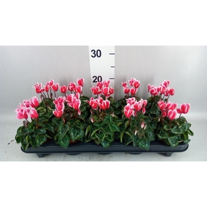 Cyclamen KL 'Metis Fant Artic Red'